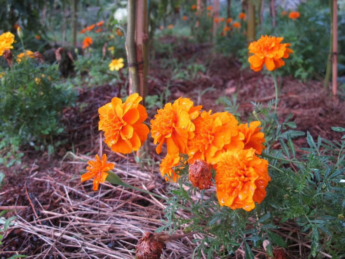 Cottage Poppy Tursac Εξωτερικό φωτογραφία